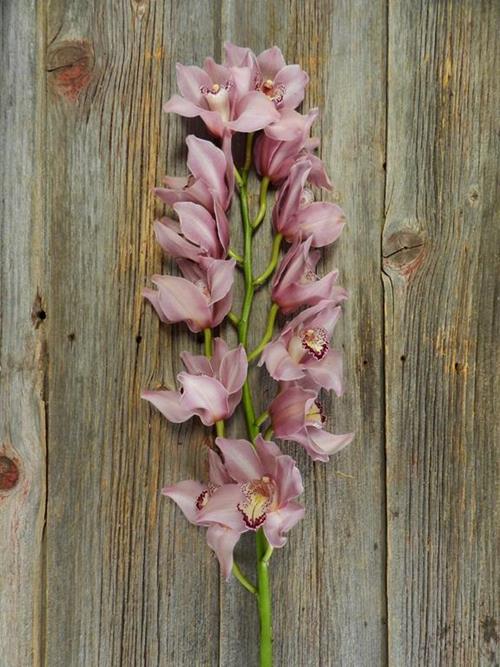 12- PINK CYMBIDIUM